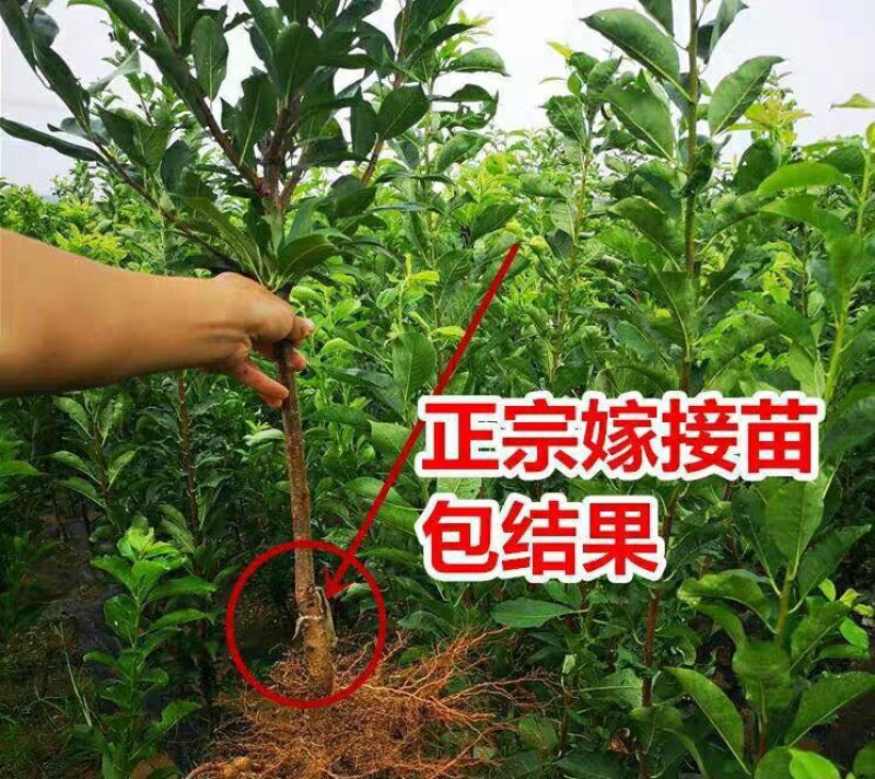 嫁接美人醉李子树苗南方北方种植早熟晚熟六七月份成熟