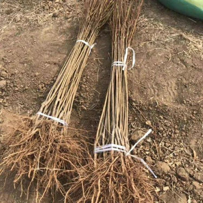 嫁接美人醉李子树苗南方北方种植早熟晚熟六七月份成熟