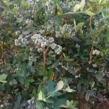 原生态露天蓝莓