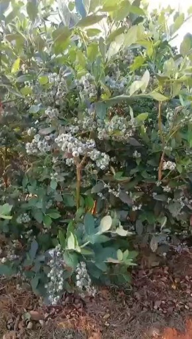 原生态露天蓝莓