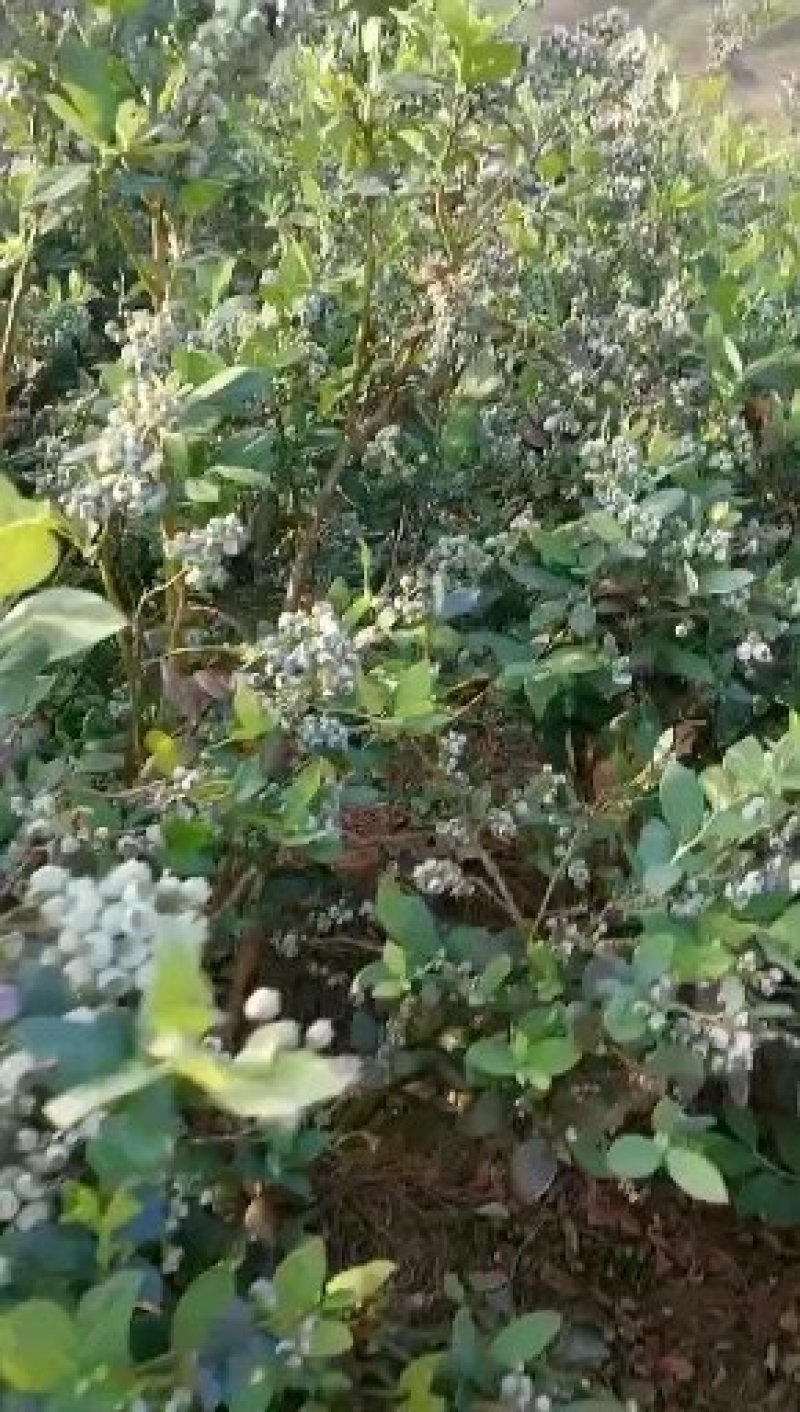 原生态露天蓝莓