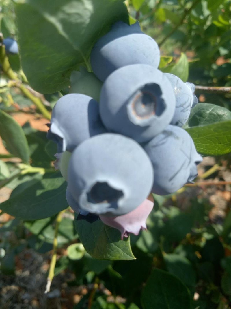 原生态露天蓝莓
