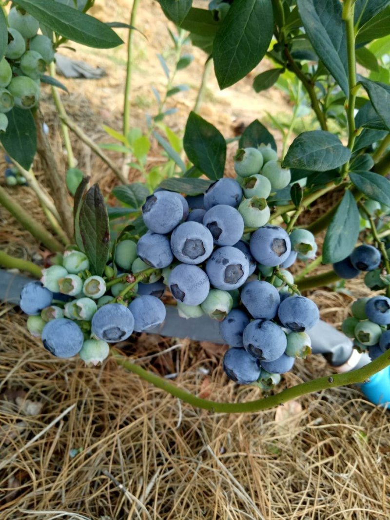 原生态露天蓝莓