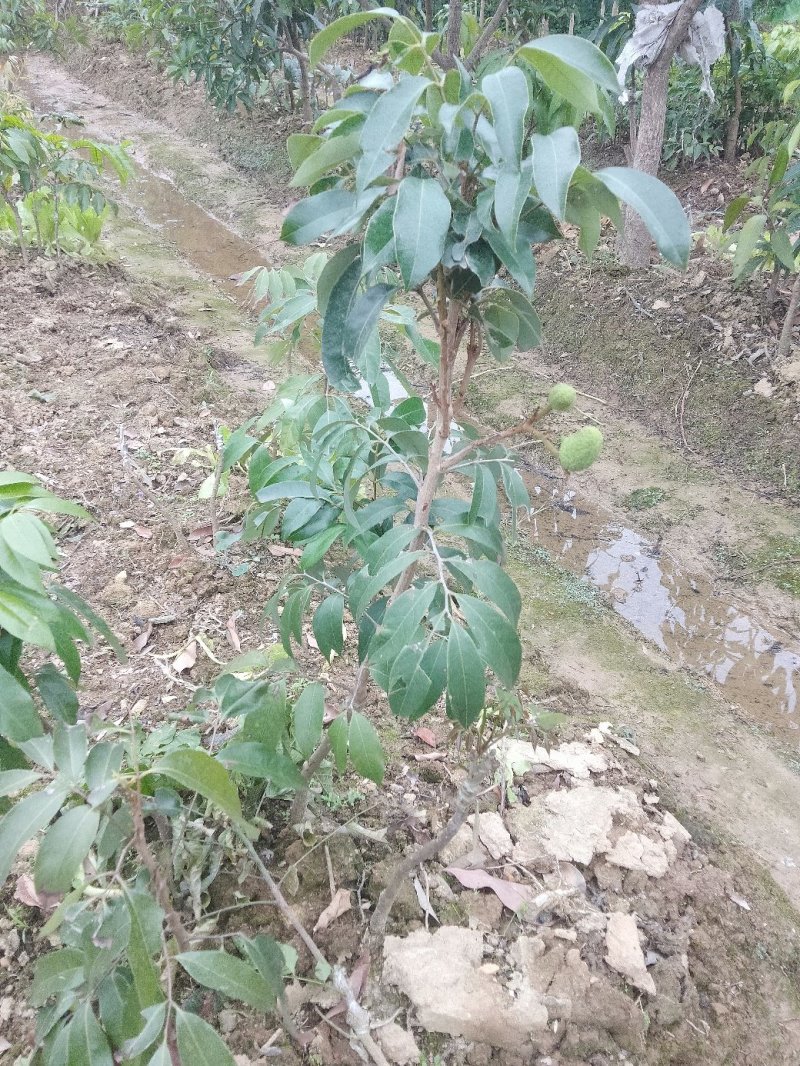 正品种无核荔枝南北方都可以种植耐寒品种。