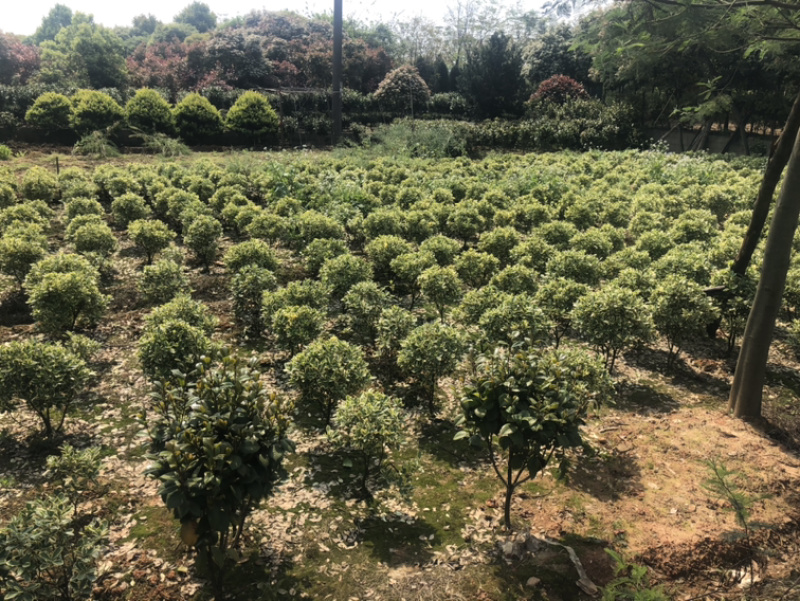 精品油茶苗，油茶苗，嫁接油茶，油茶苗油茶