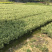 精品油茶苗，油茶苗，嫁接油茶，油茶苗油茶