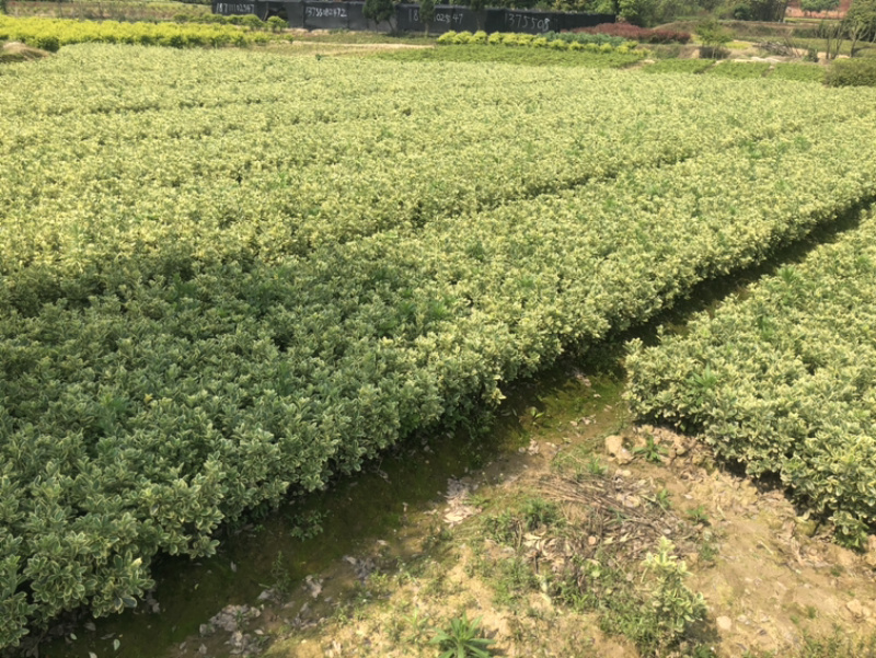 精品油茶苗，油茶苗，嫁接油茶，油茶苗油茶