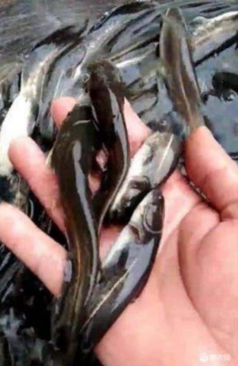 优质鲶鱼苗大口鲶鱼鱼苗鲶鱼苗优质鲶鱼苗大口鲶鱼鱼苗