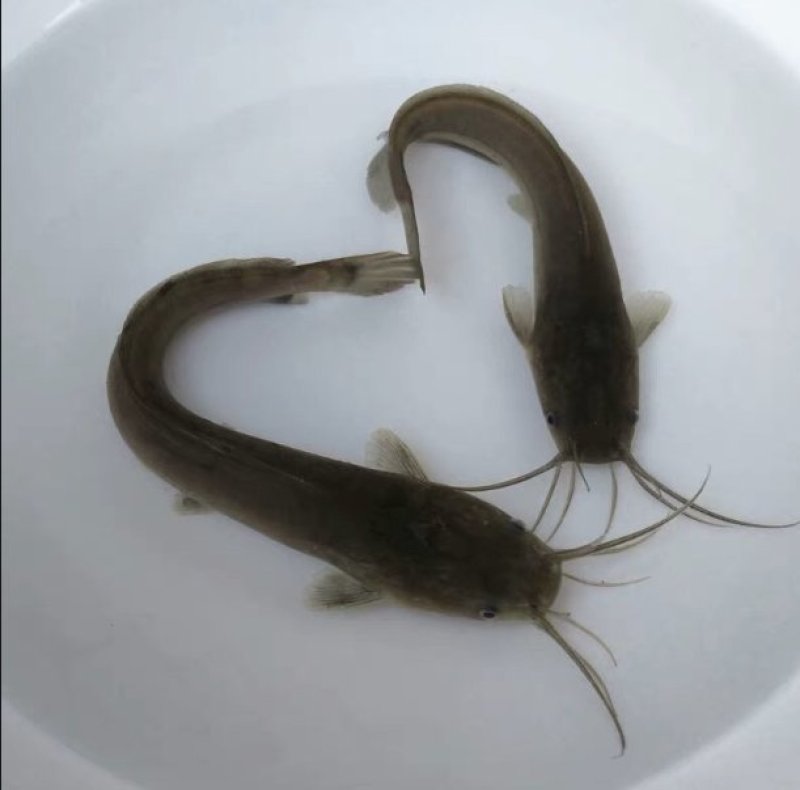 优质鲶鱼苗大口鲶鱼鱼苗鲶鱼苗优质鲶鱼苗大口鲶鱼鱼苗