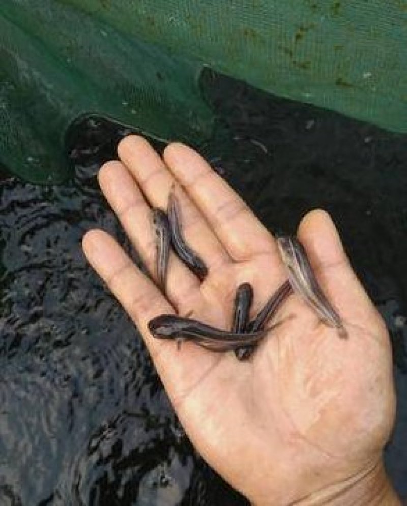 优质鲶鱼苗大口鲶鱼鱼苗鲶鱼苗优质鲶鱼苗大口鲶鱼鱼苗