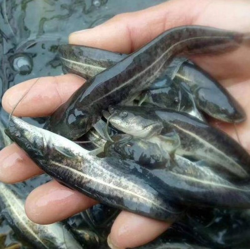 优质鲶鱼苗大口鲶鱼鱼苗鲶鱼苗优质鲶鱼苗大口鲶鱼鱼苗