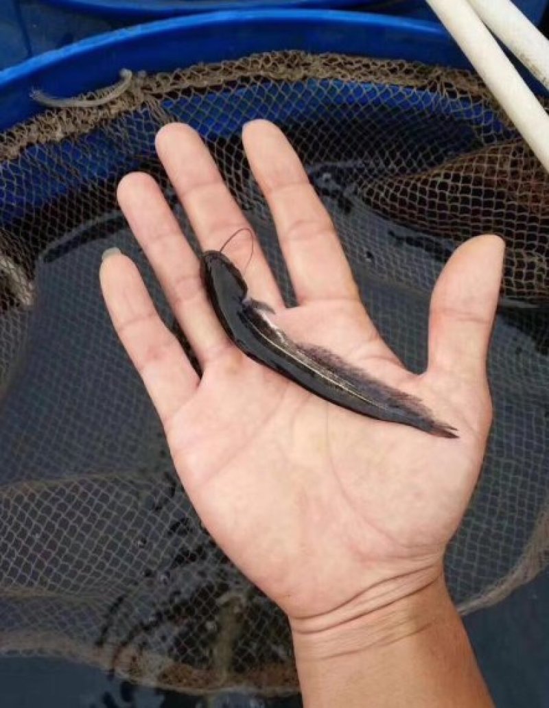 优质鲶鱼苗大口鲶鱼鱼苗鲶鱼苗优质鲶鱼苗大口鲶鱼鱼苗