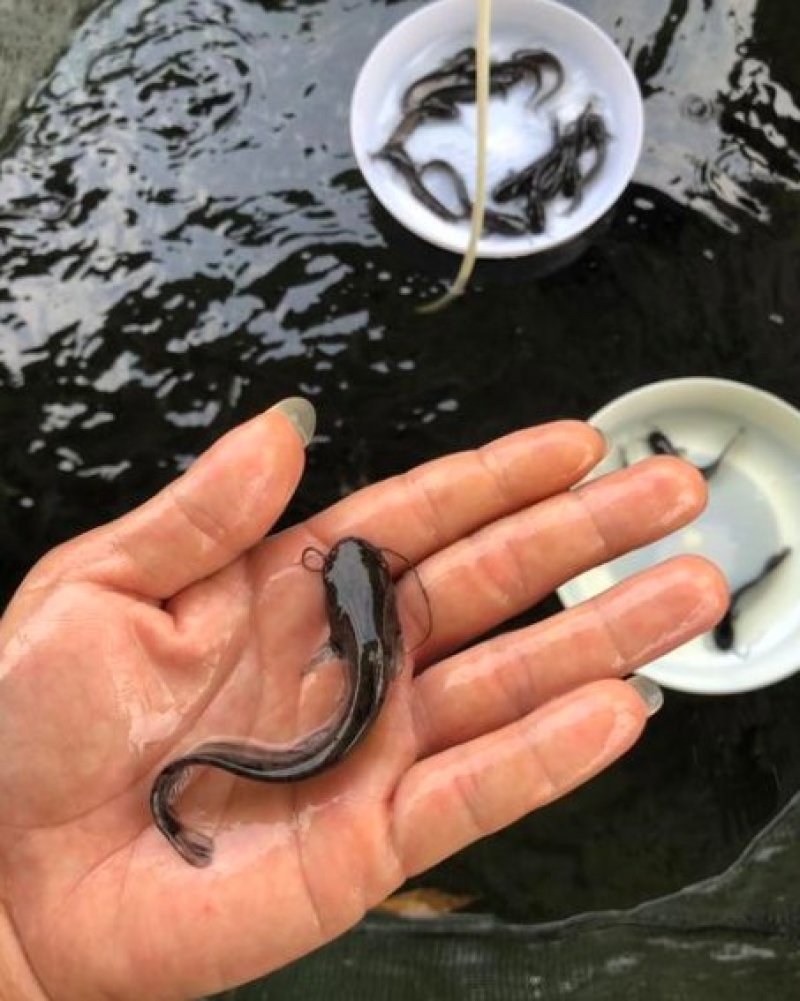 优质鲶鱼苗大口鲶鱼鱼苗鲶鱼苗优质鲶鱼苗大口鲶鱼鱼苗