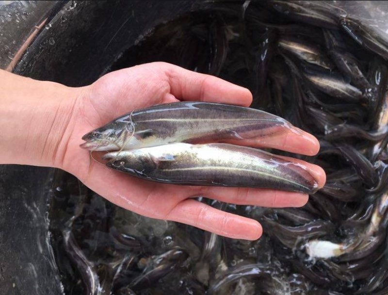 优质鲶鱼苗大口鲶鱼鱼苗鲶鱼苗优质鲶鱼苗大口鲶鱼鱼苗
