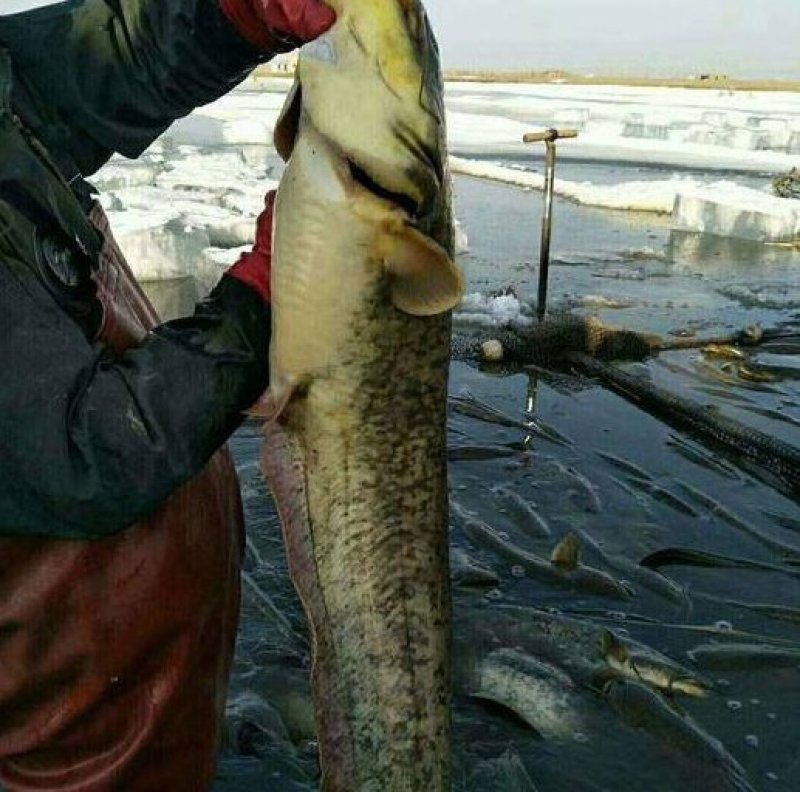 优质鲶鱼苗大口鲶鱼鱼苗鲶鱼苗优质鲶鱼苗大口鲶鱼鱼苗