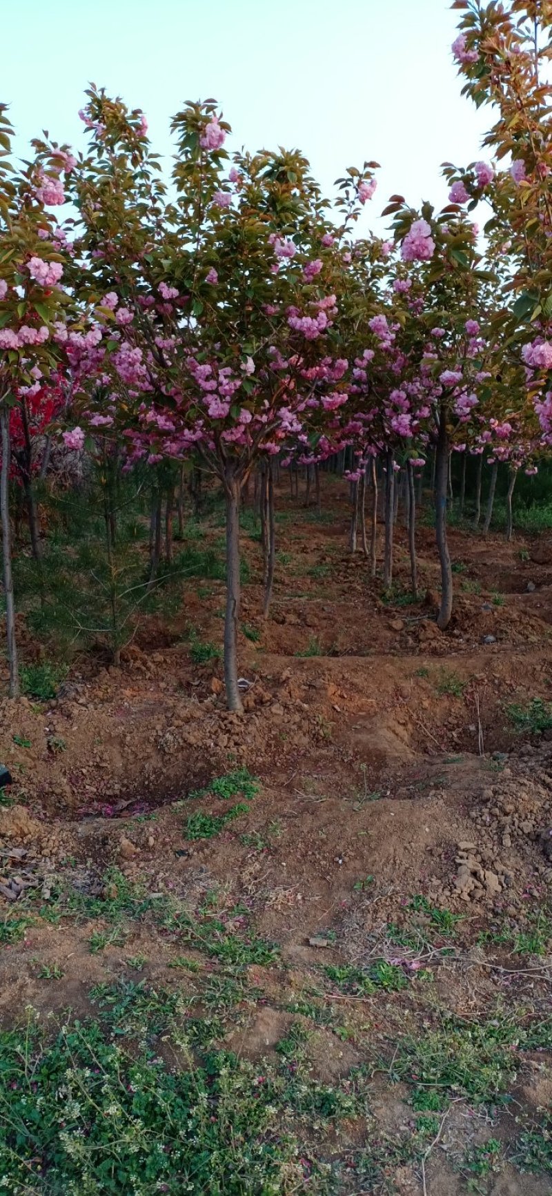 五公分带土球樱花山西樱花重瓣樱花