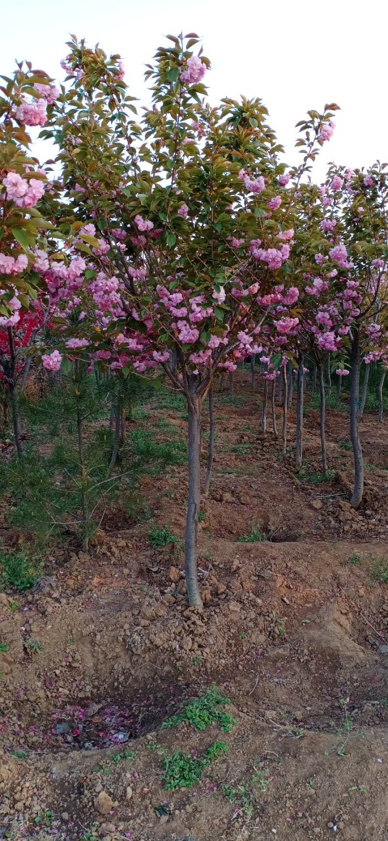 五公分带土球樱花山西樱花重瓣樱花