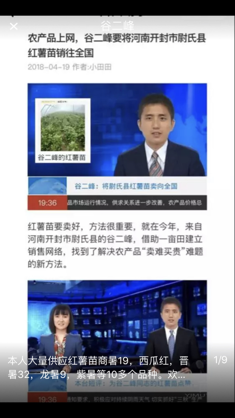 红薯苗，千亩基地，龙薯九、西瓜红、商薯19等10多品种。