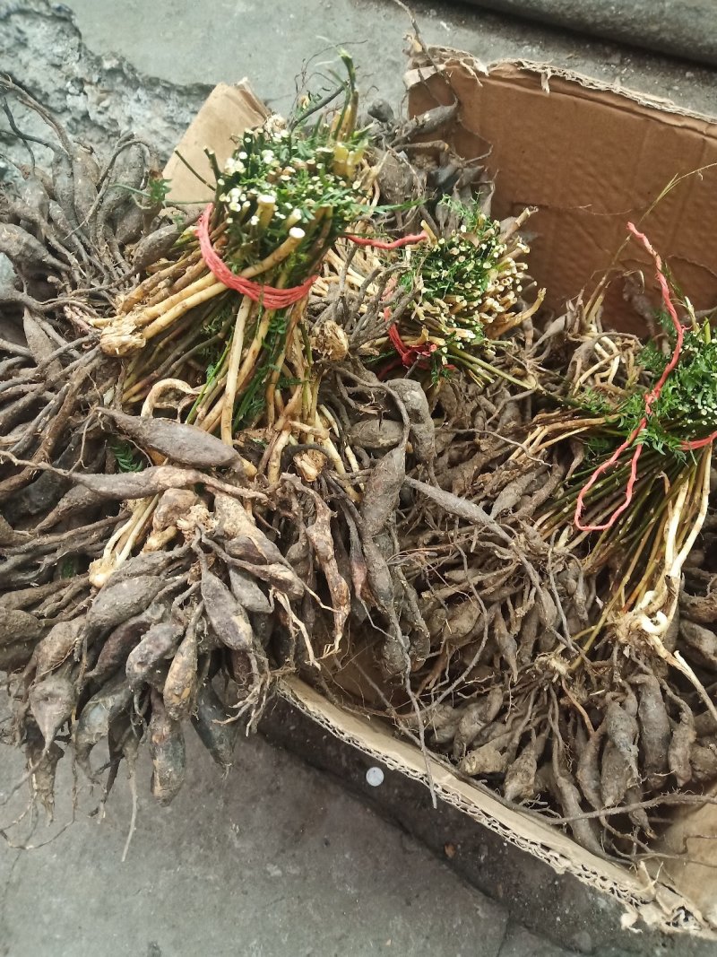 天冬苗天冬种苗天冬种子中药材种植大天门冬苗大量出售