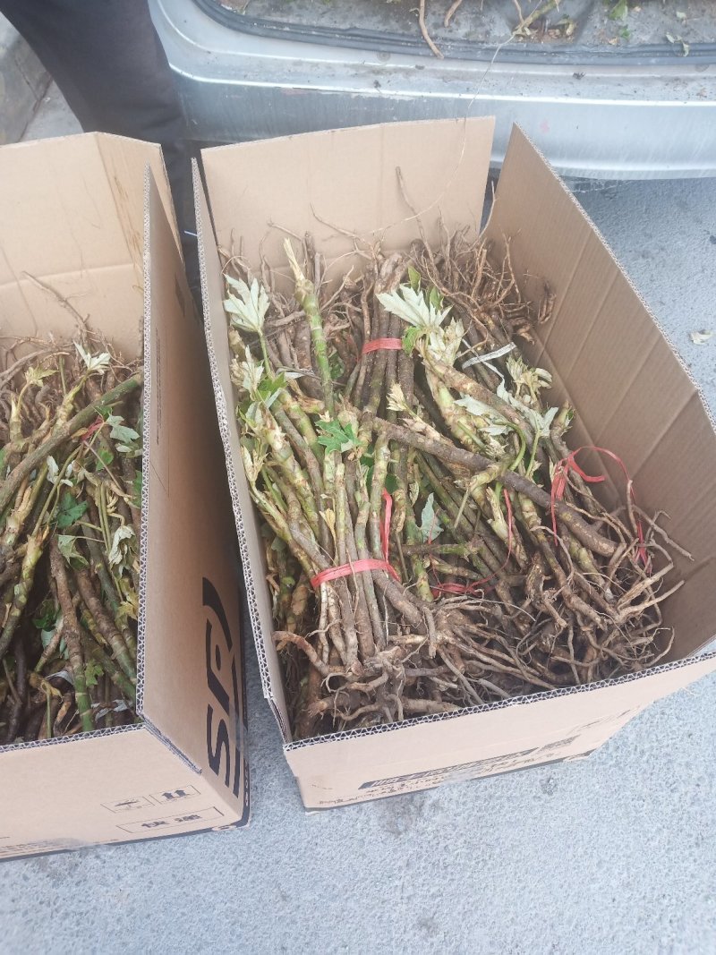 通草大通草苗大量批发成活率高