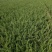 龙柏苗基地批发40-50公分龙柏苗侧柏苗