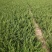 龙柏苗基地批发40-50公分龙柏苗侧柏苗