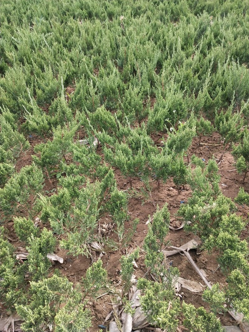 龙柏苗基地批发40-50公分龙柏苗侧柏苗