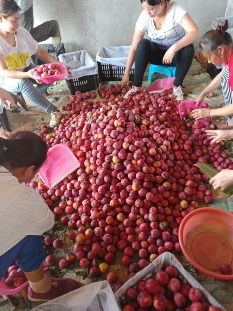 湖北李子红宝石，颜色鲜口感甜，每天现摘现发，产地直发！