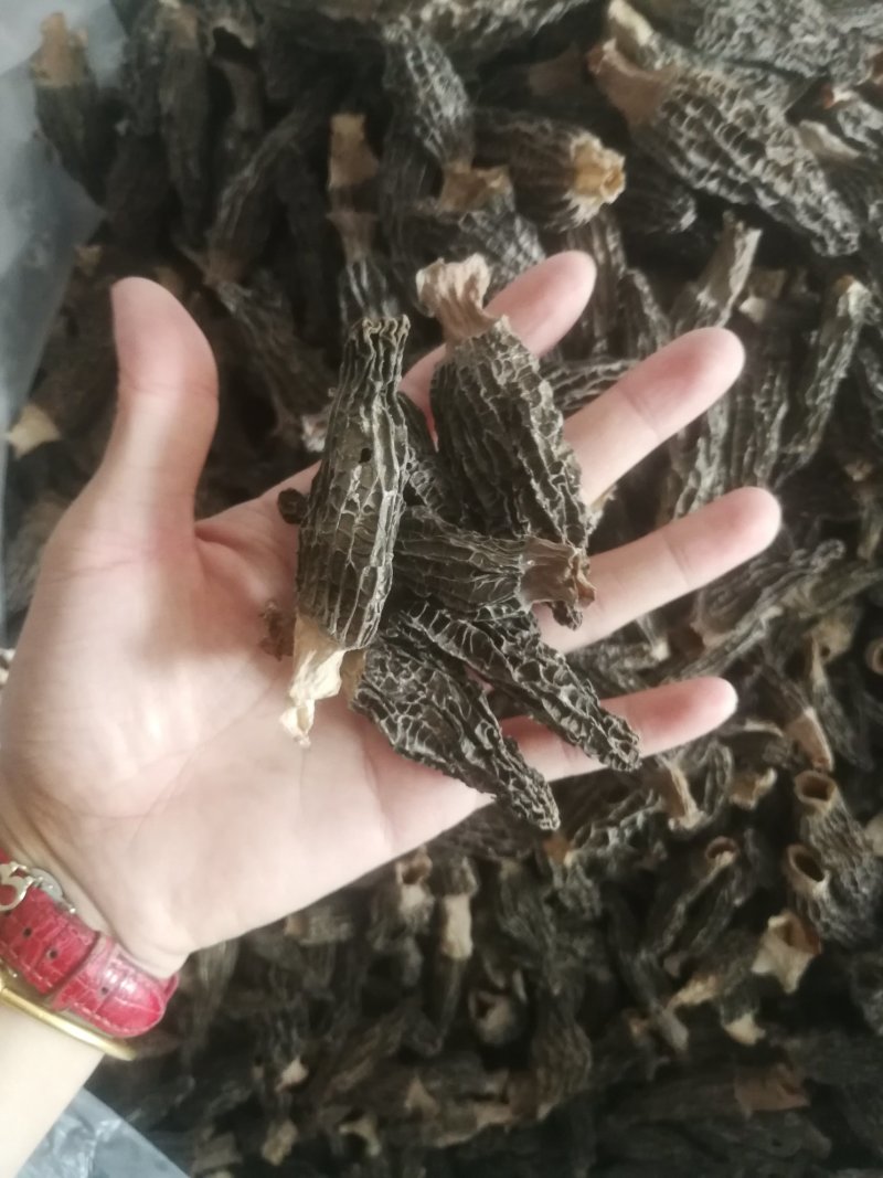 羊肚菌