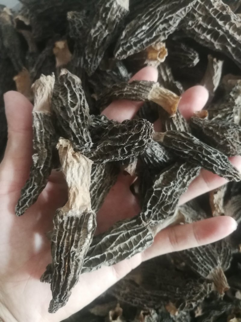 羊肚菌