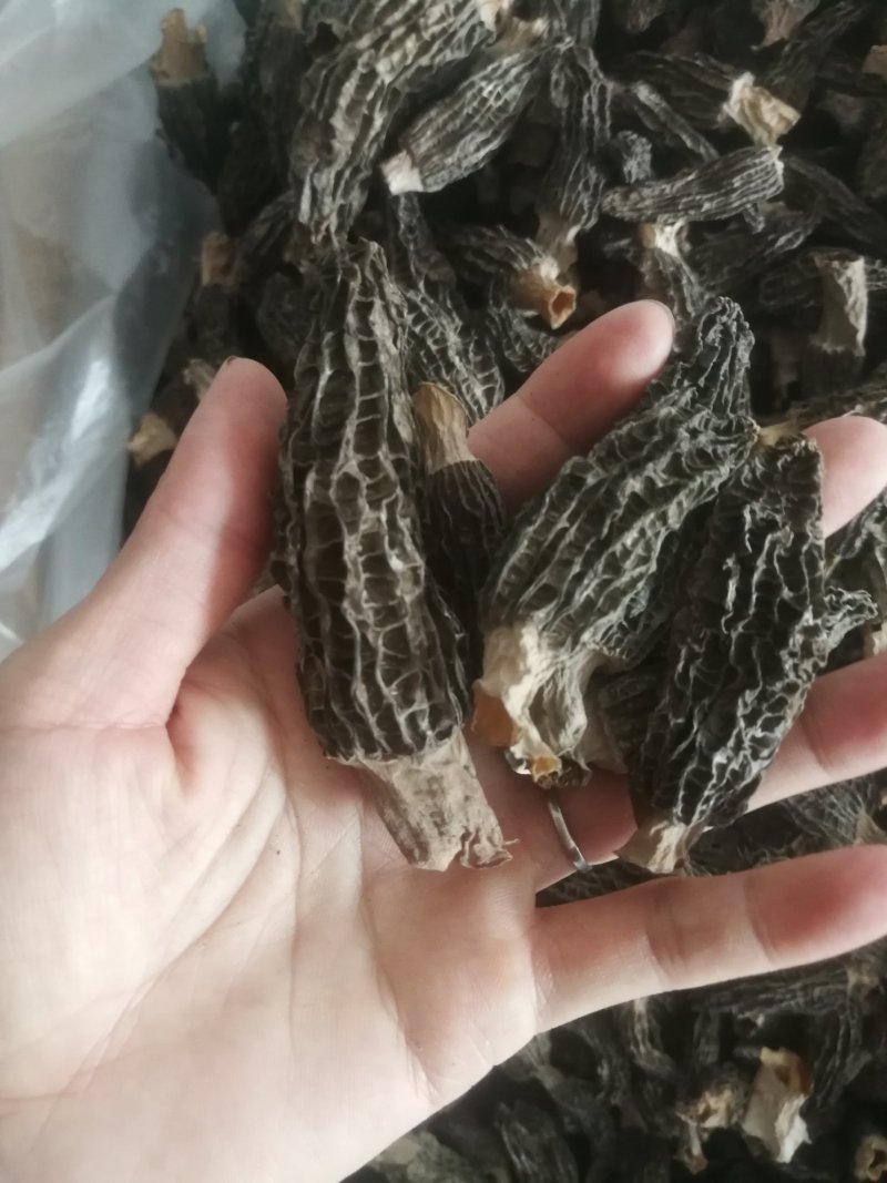 羊肚菌