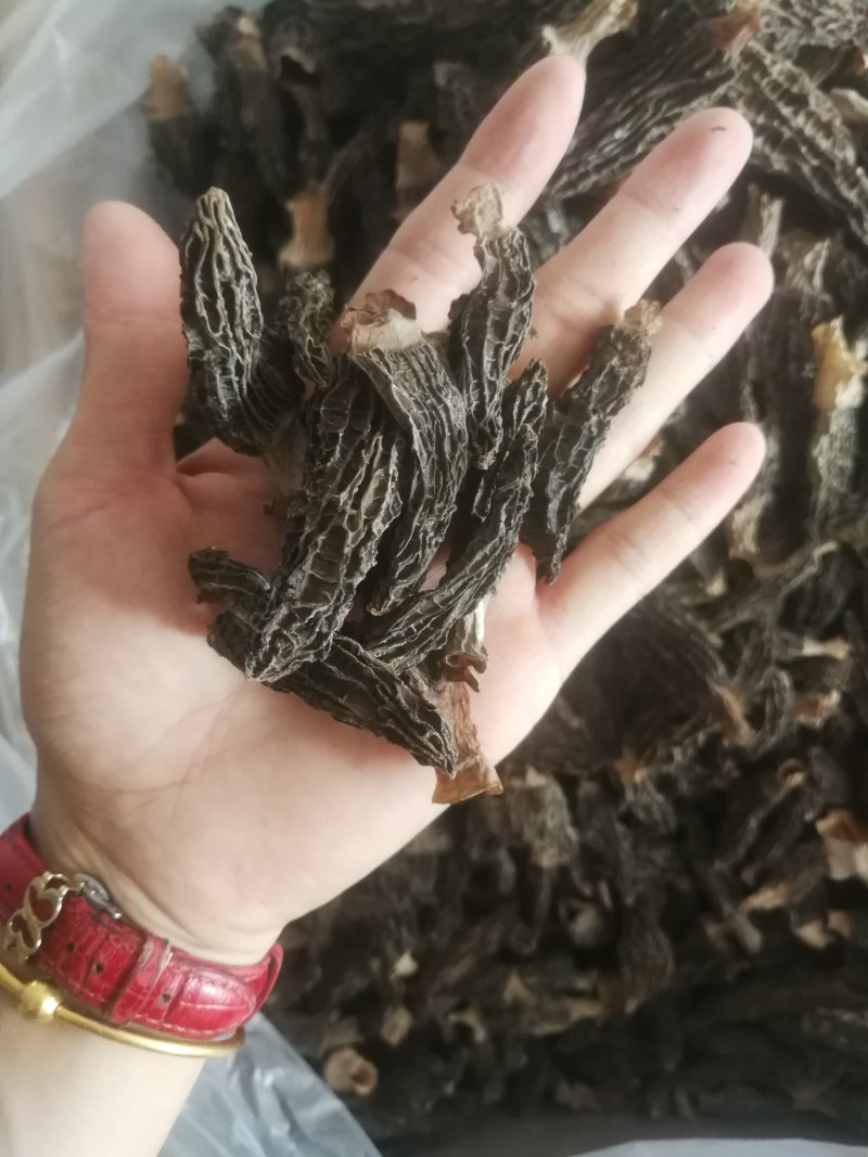 羊肚菌