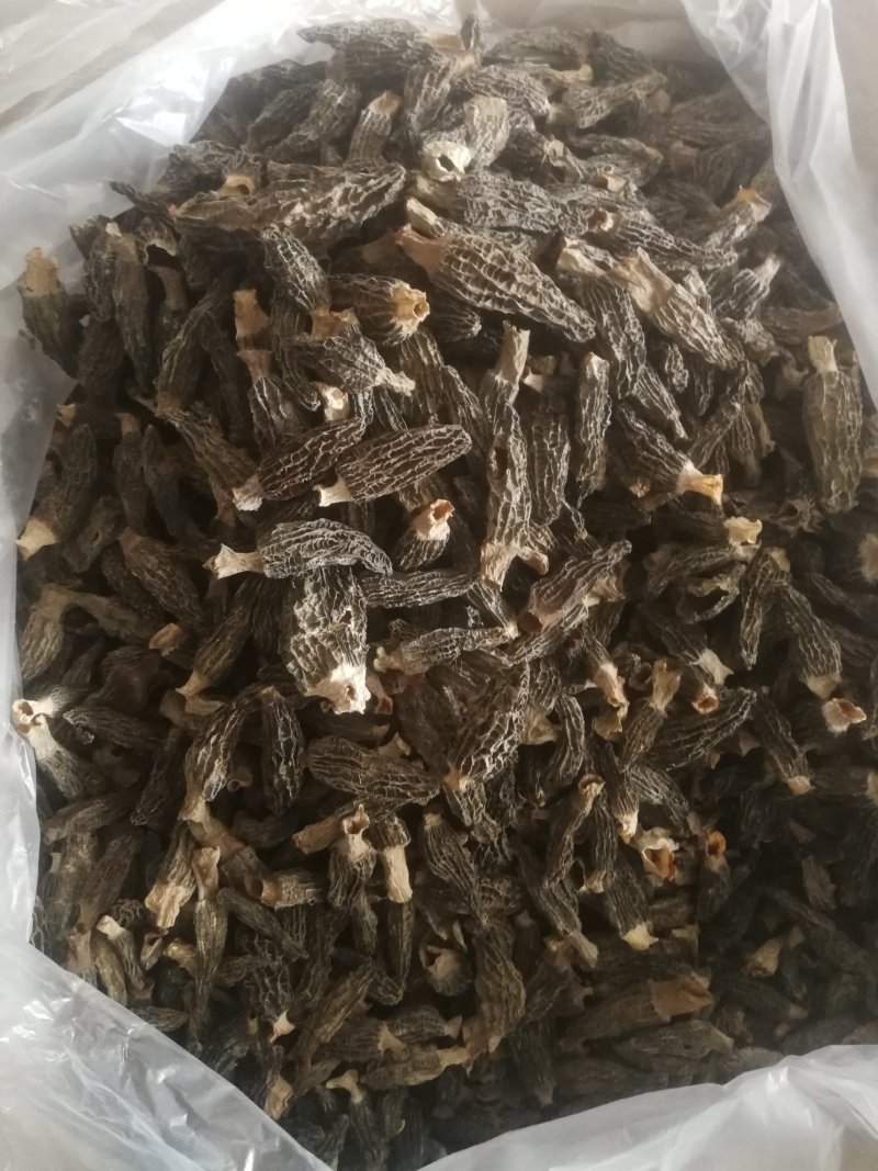 羊肚菌