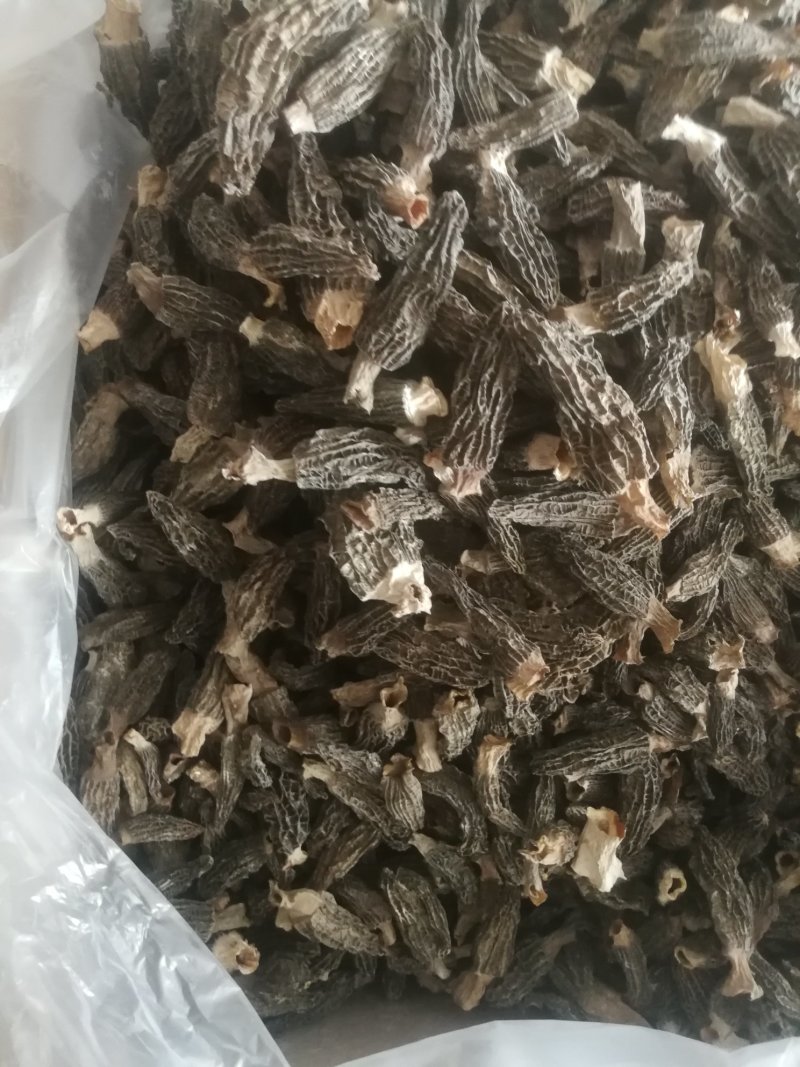 羊肚菌