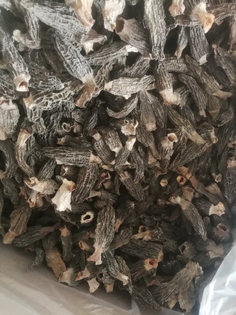 羊肚菌