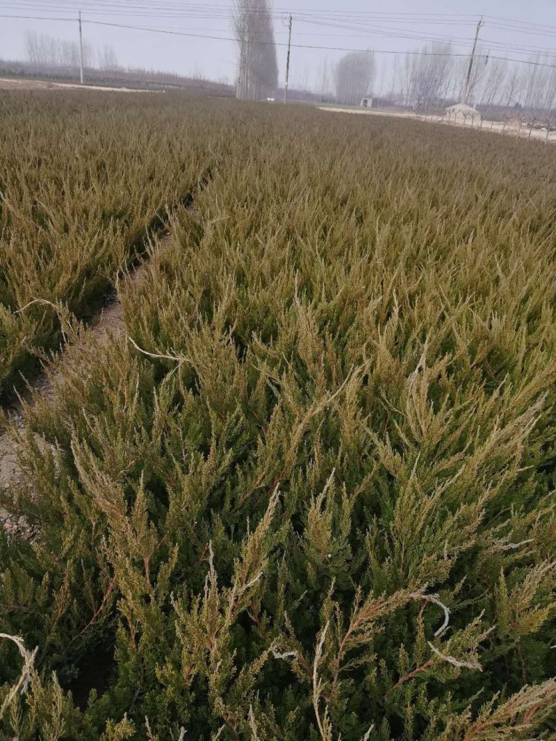 龙柏苗基地批发40-50公分龙柏苗侧柏苗