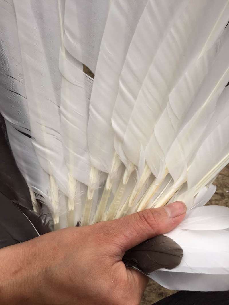 黑番鸭