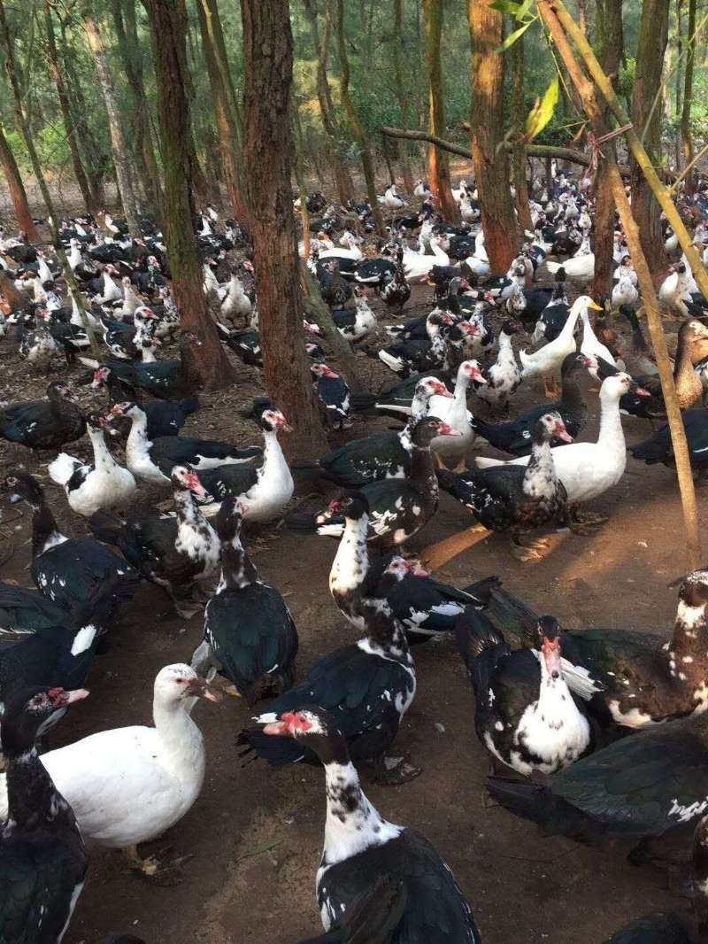 黑番鸭
