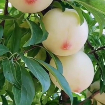 嫁接美人醉李子树苗南方北方种植早熟晚熟六七月份成熟