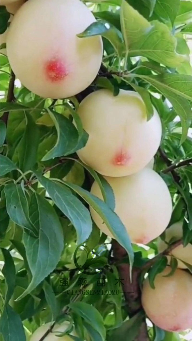 嫁接美人醉李子树苗南方北方种植早熟晚熟六七月份成熟