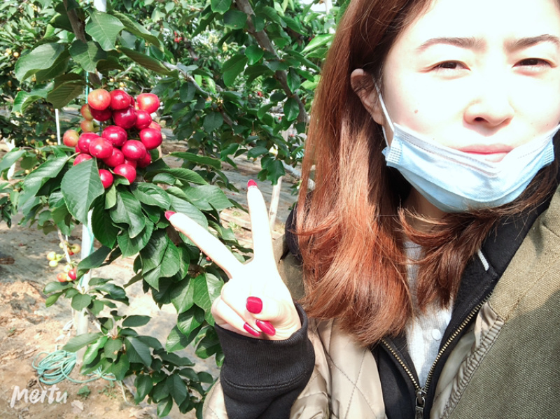 烟台本地美早大樱桃大棚美早