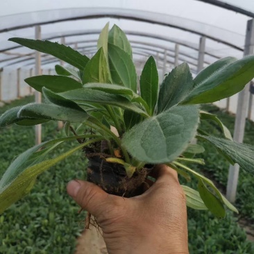 黑心菊，松果菊，金鸡菊，天人菊各种菊花，基地直销大量有货