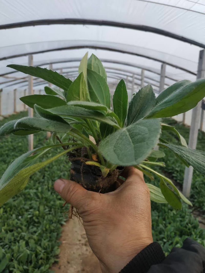 黑心菊，松果菊，金鸡菊，天人菊各种菊花，基地直销大量有货
