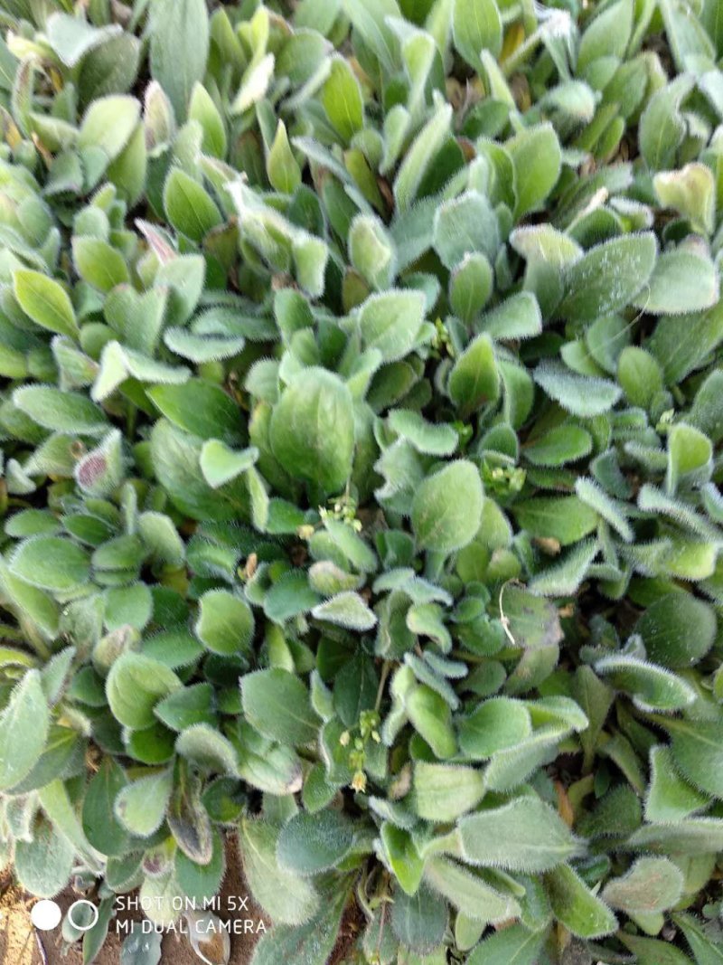 黑心菊，松果菊，金鸡菊，天人菊各种菊花，基地直销大量有货