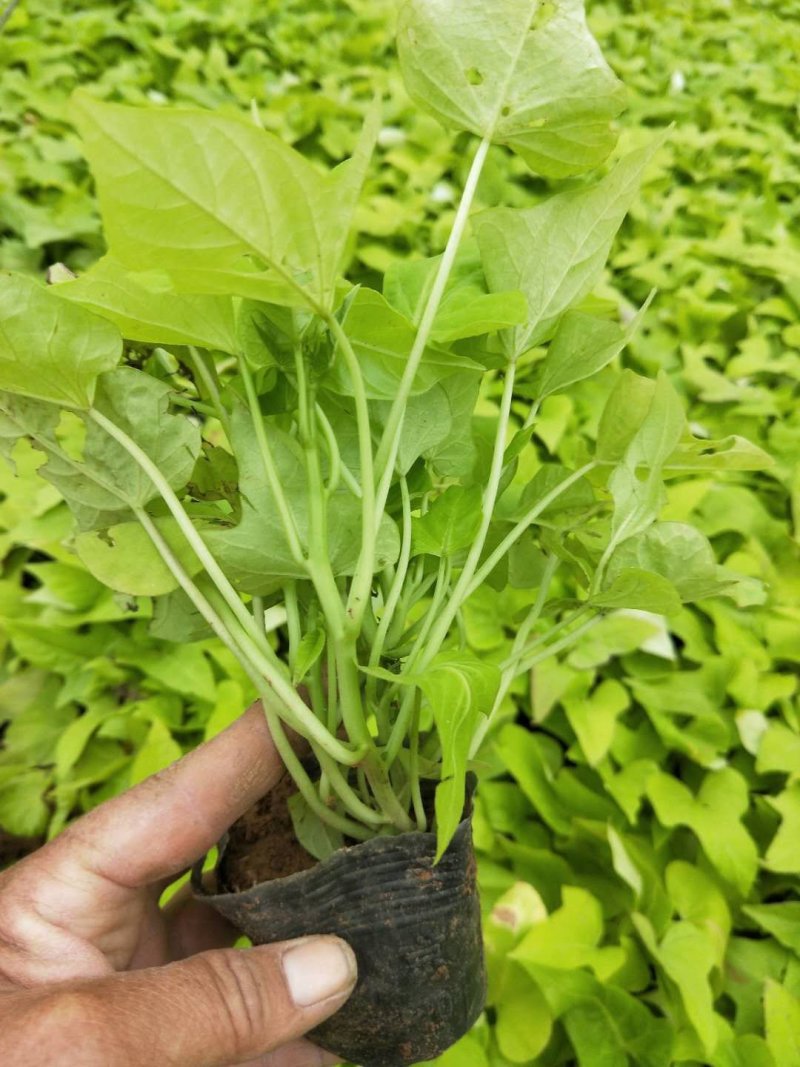 黑心菊，松果菊，金鸡菊，天人菊各种菊花，基地直销大量有货