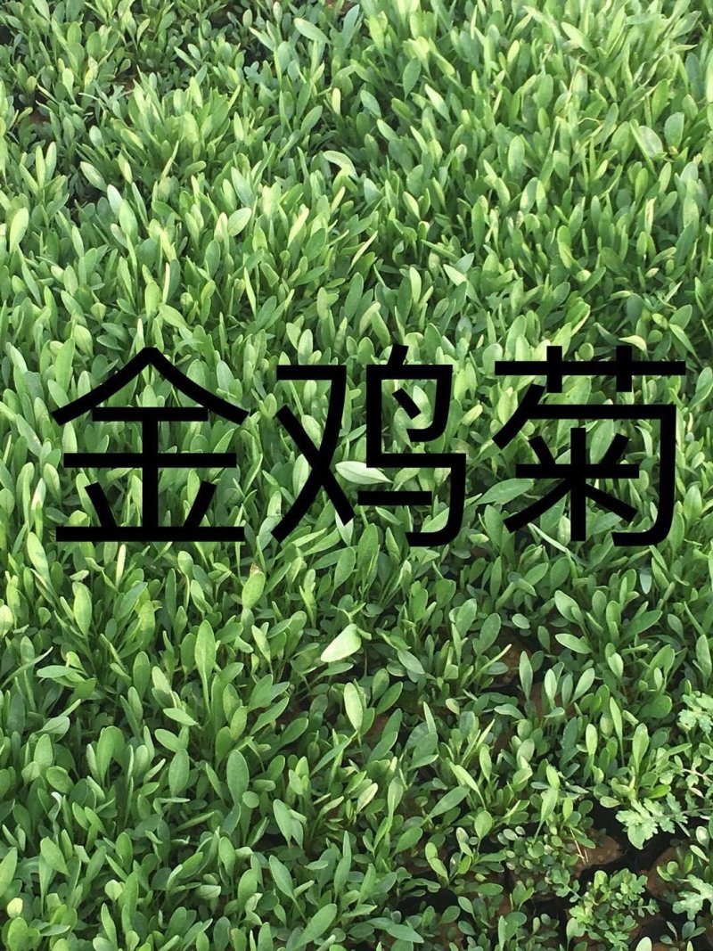 黑心菊，松果菊，金鸡菊，天人菊各种菊花，基地直销大量有货