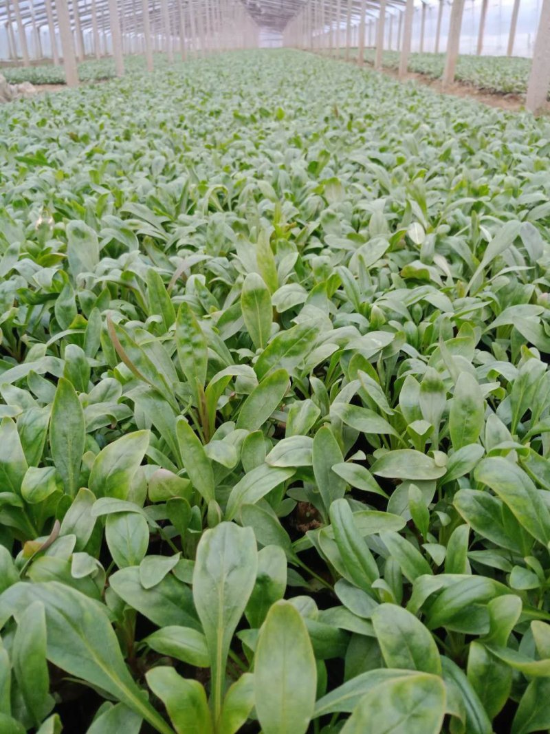 黑心菊，松果菊，金鸡菊，天人菊各种菊花，基地直销大量有货