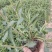黑心菊，松果菊，金鸡菊，天人菊各种菊花，基地直销大量有货