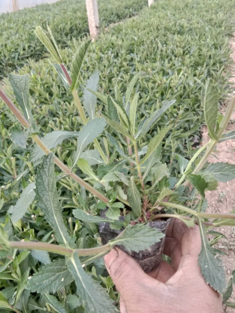 黑心菊，松果菊，金鸡菊，天人菊各种菊花，基地直销大量有货