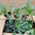 黑心菊，松果菊，金鸡菊，天人菊各种菊花，基地直销大量有货